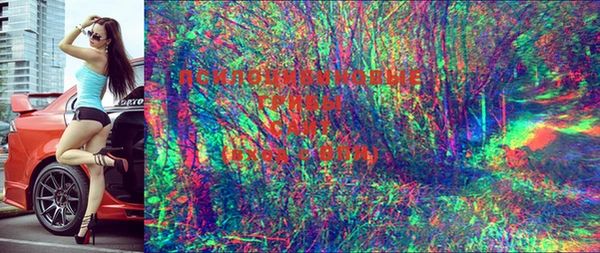 прущие грибы Кулебаки
